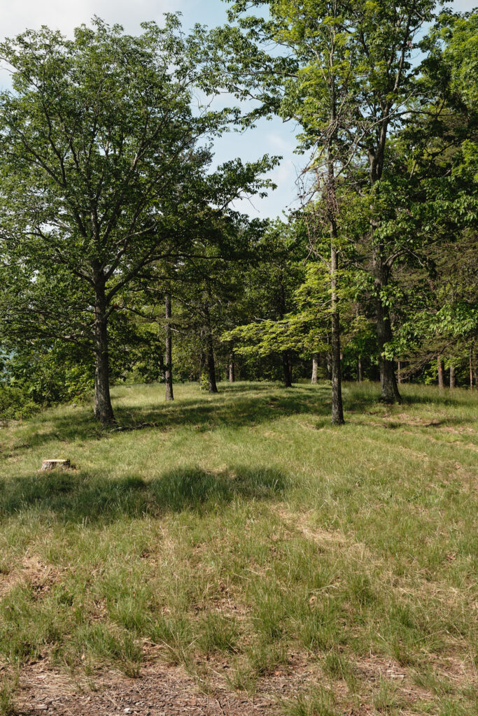 Meadow with trees