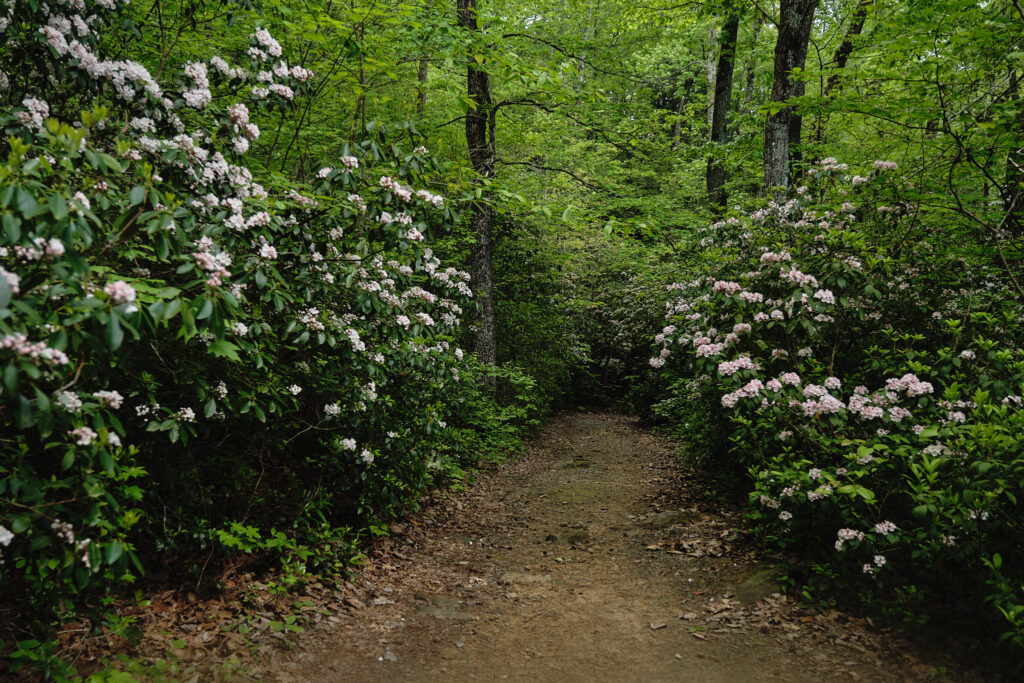 Rhododendron trees 