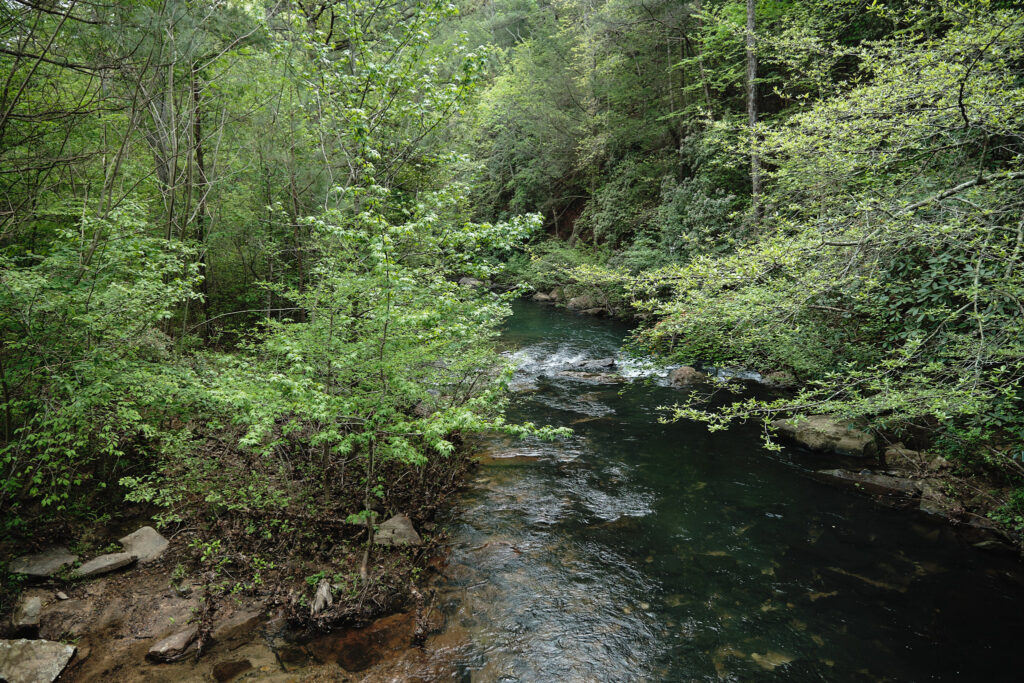 Creek surrounded by greenery