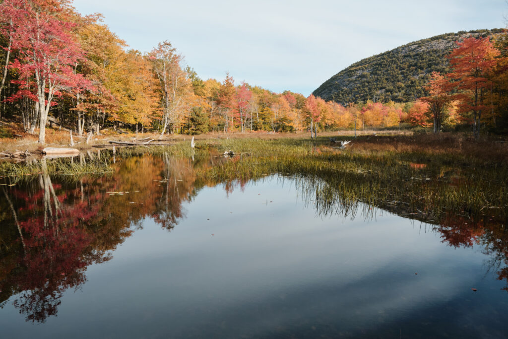 Fall trees in a pond reflection