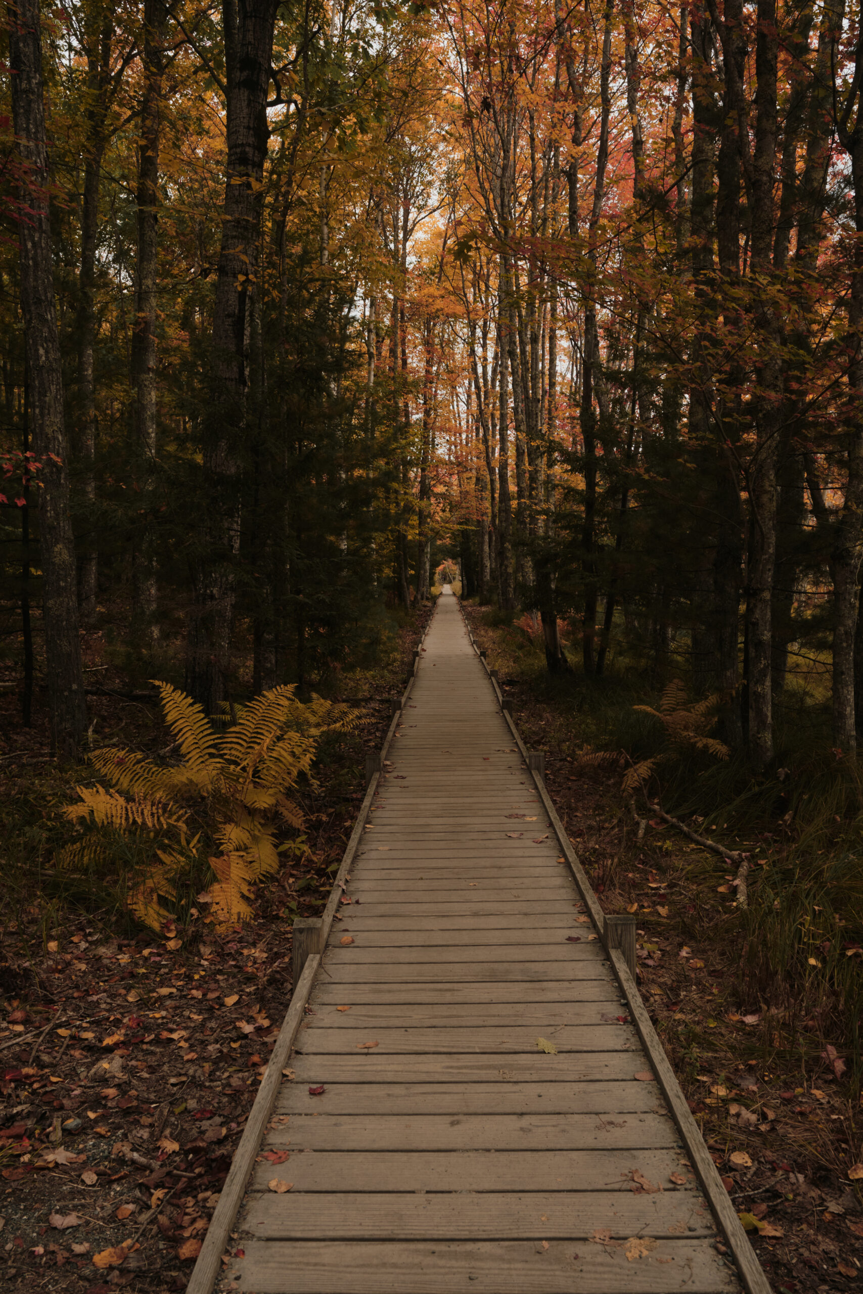 Forest floor views down a tunnel of tress with vibrant fall colors